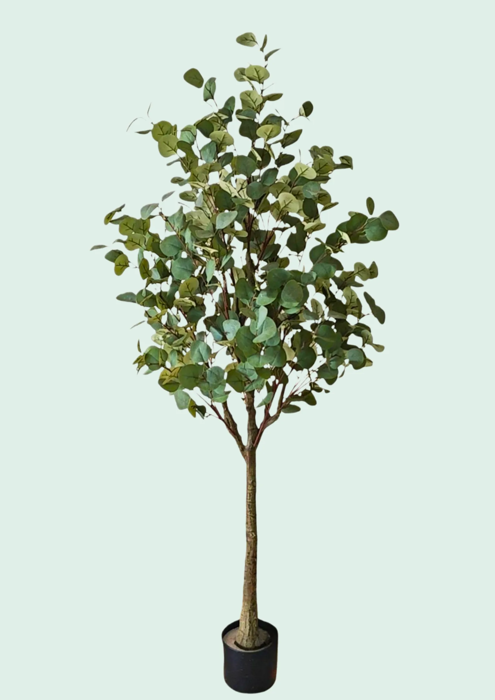 Eucalyptus Tree Potted