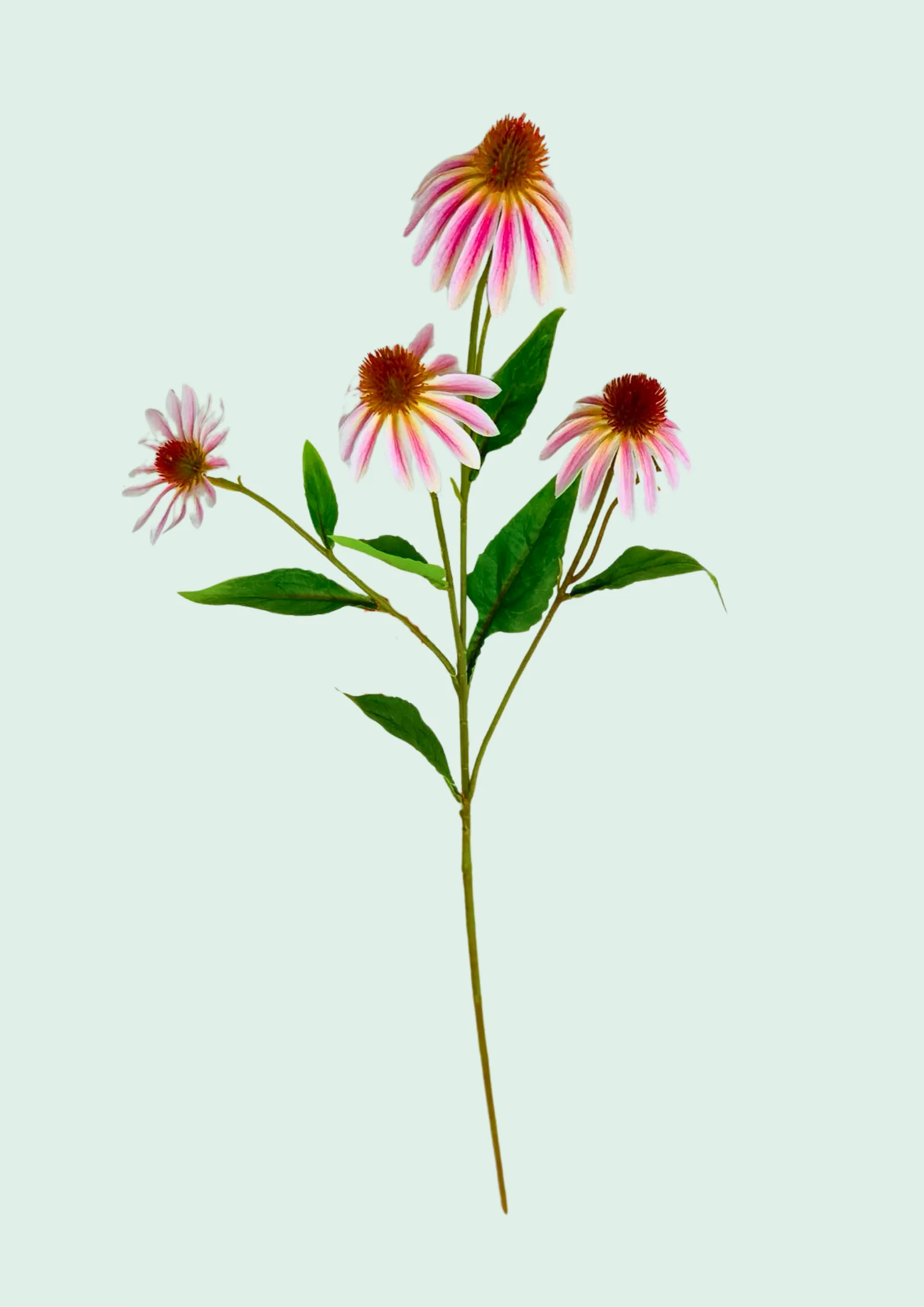 Coneflower Spray Pink