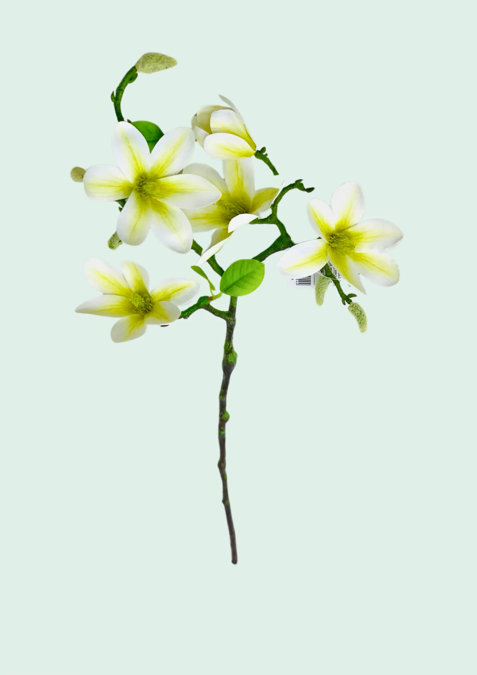 Plumeria Spray White