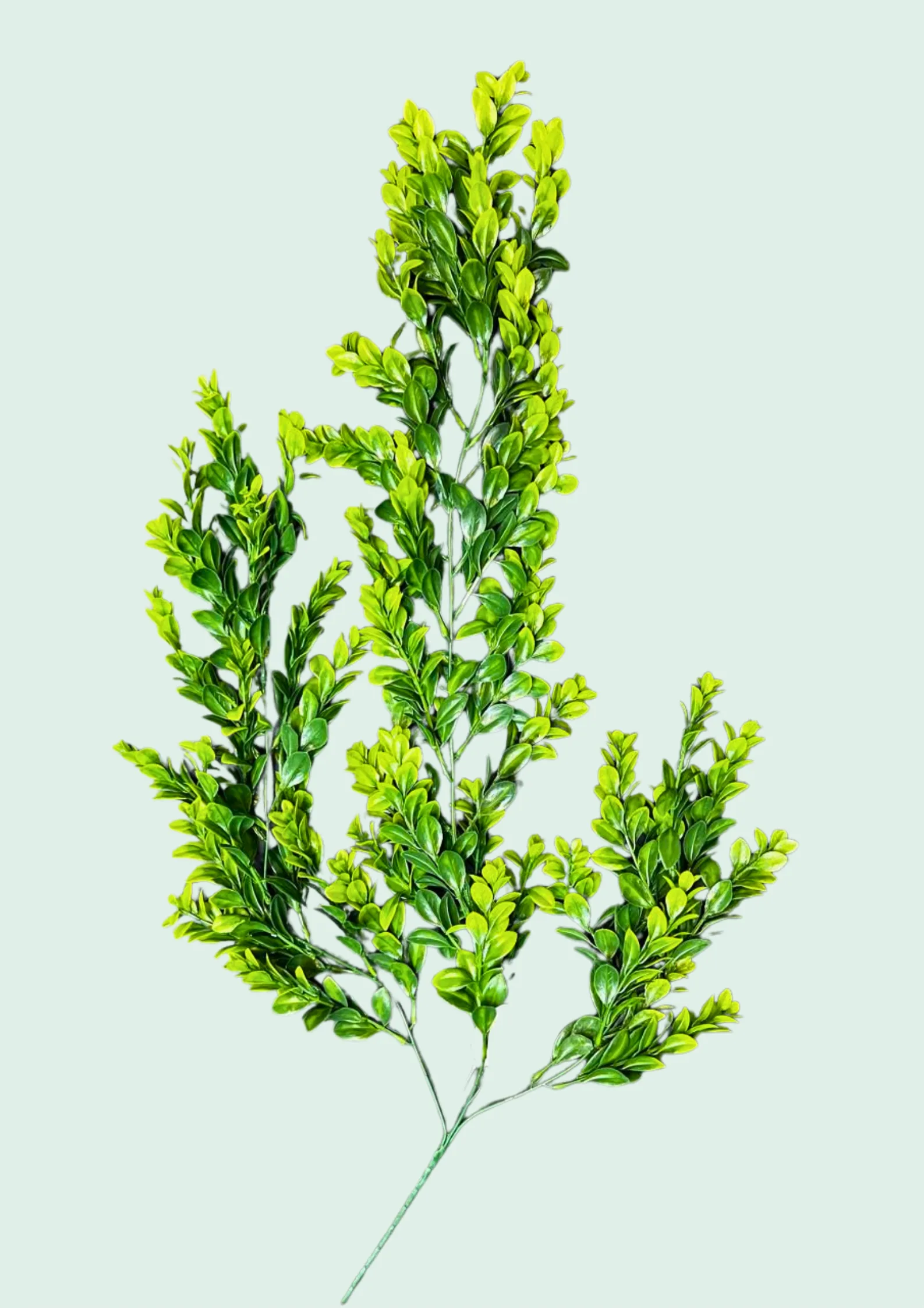 Boxwood Spray, Mixed