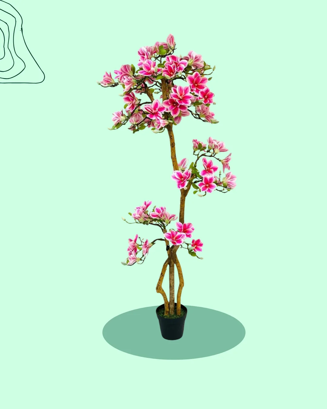 Pink and white blossom flowering tree, potted