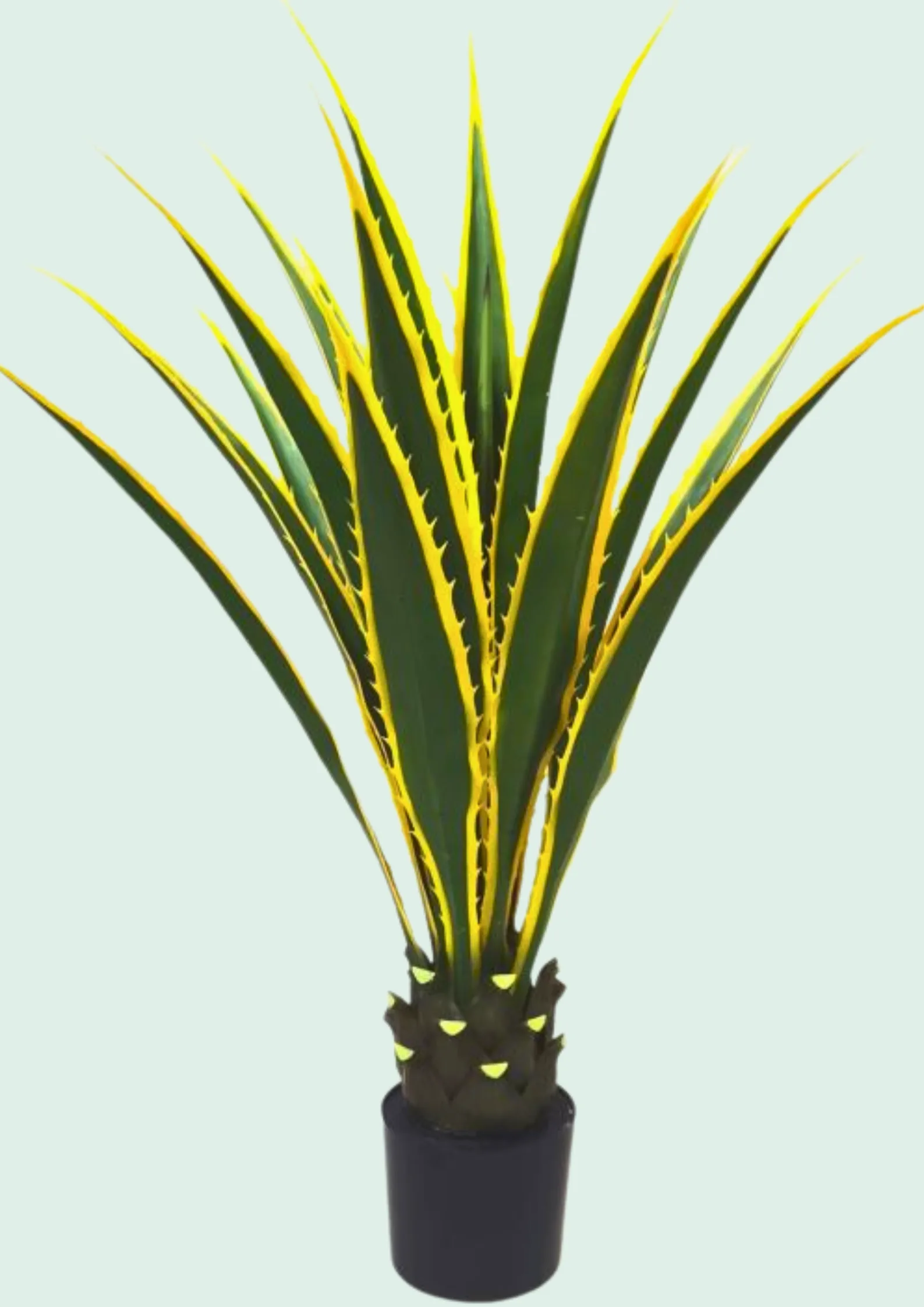 Agave Potted Variegated