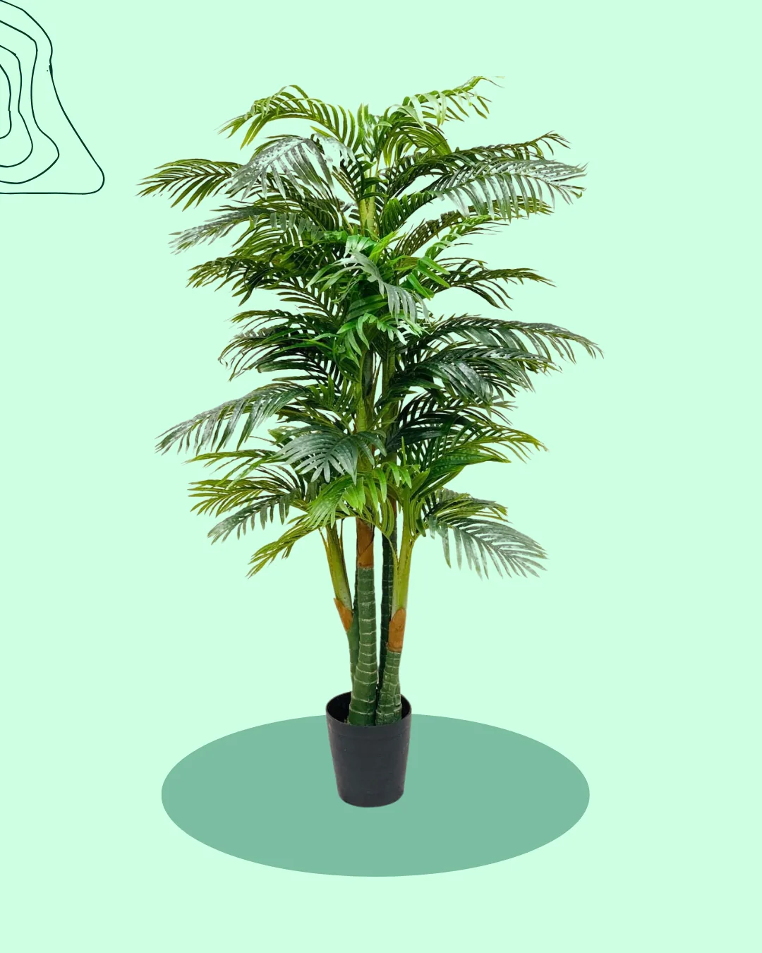 Plants Collection