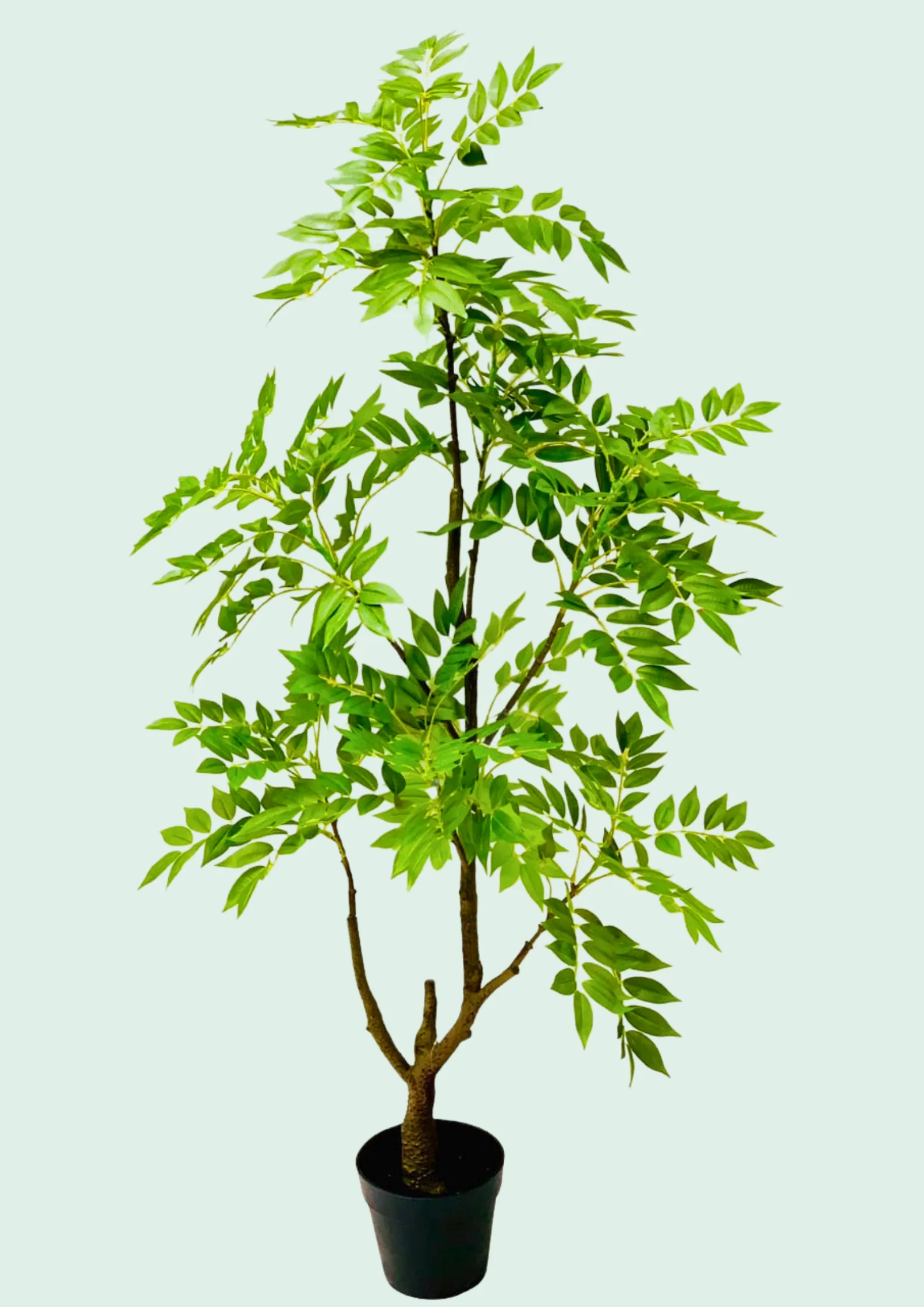Bay Laurel Style Potted Tree