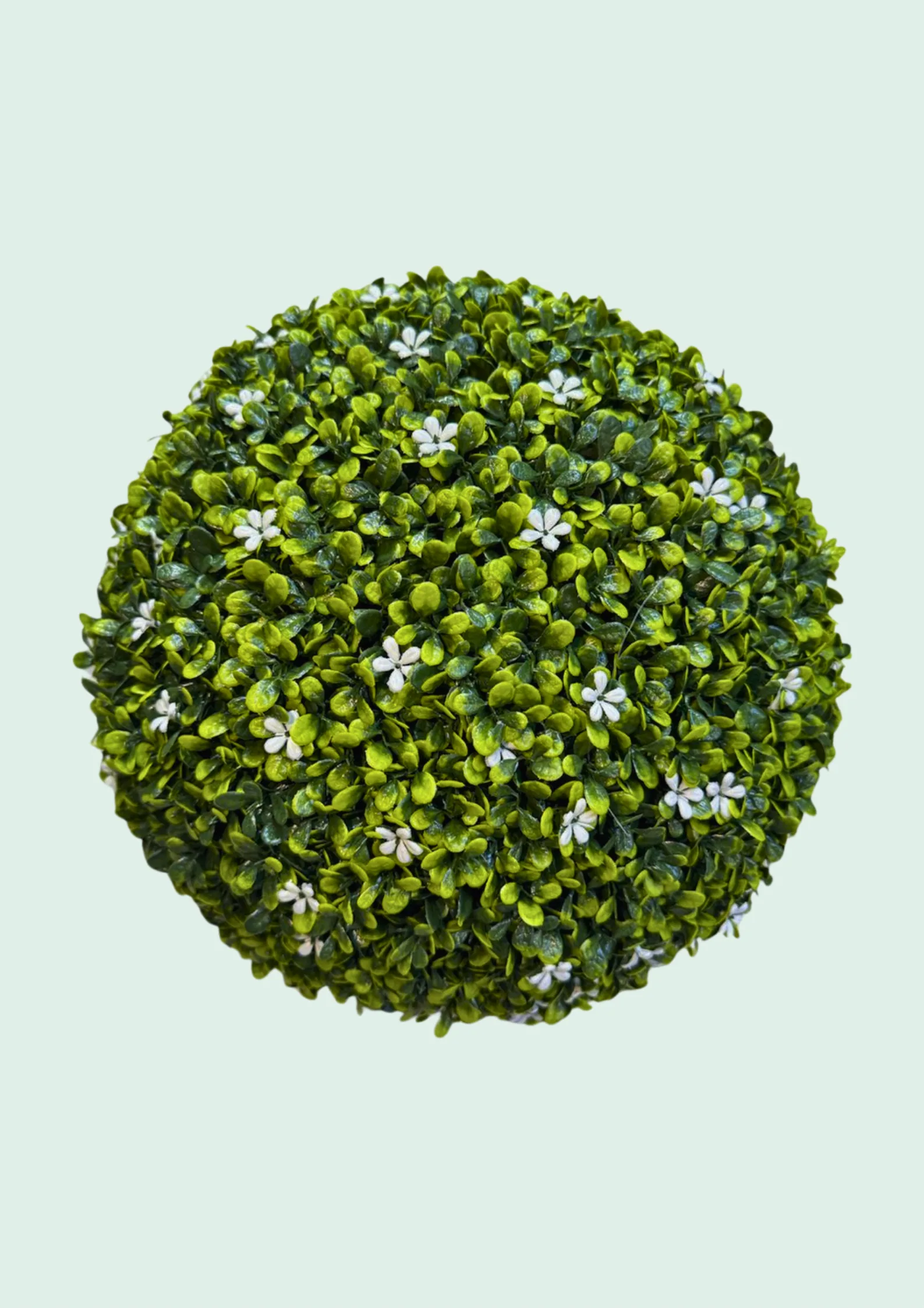 Boxwood Ball Topiary Flowering