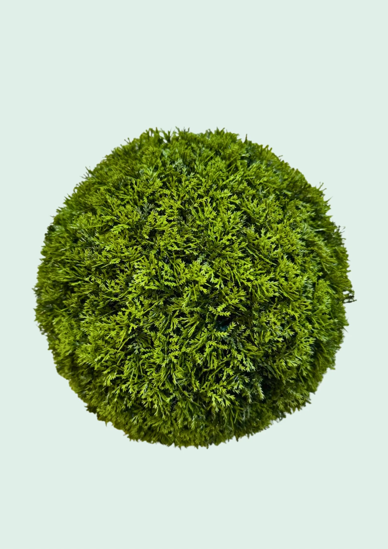 Cypress Ball Topiary