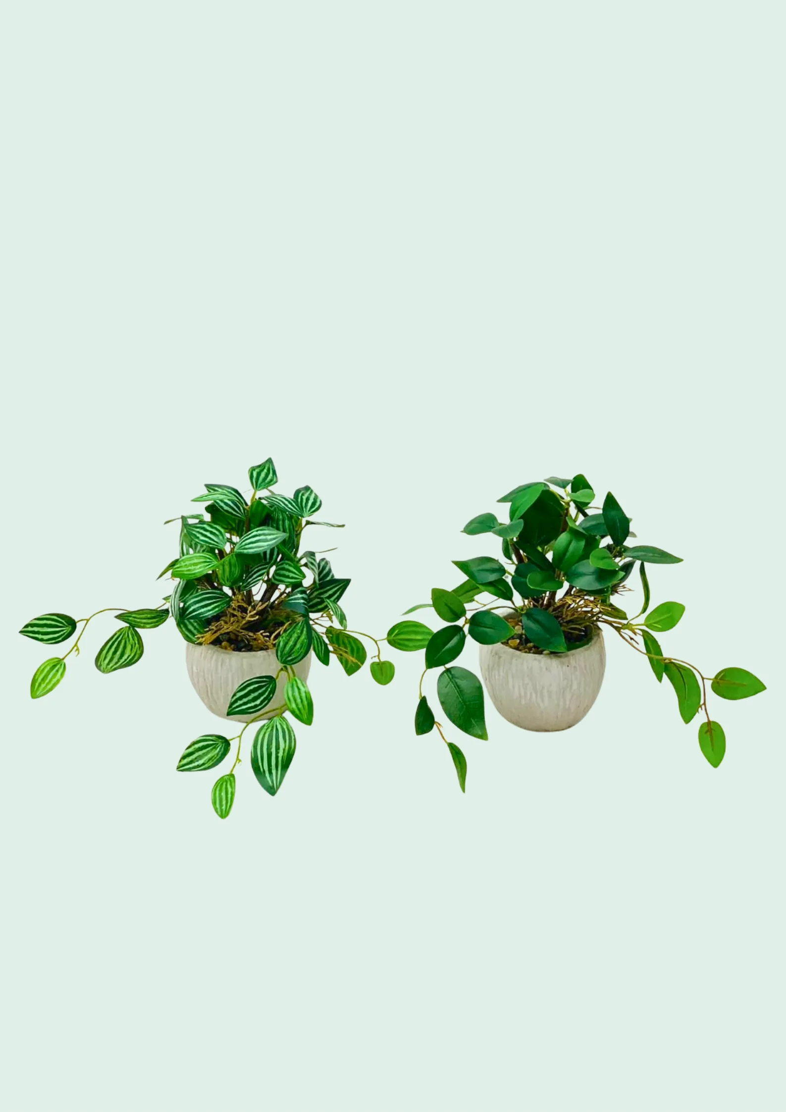 Potted Trailing Plant Duo