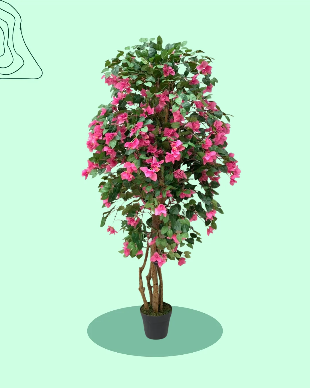 Bougainvillea Tree Pink Bushy Card