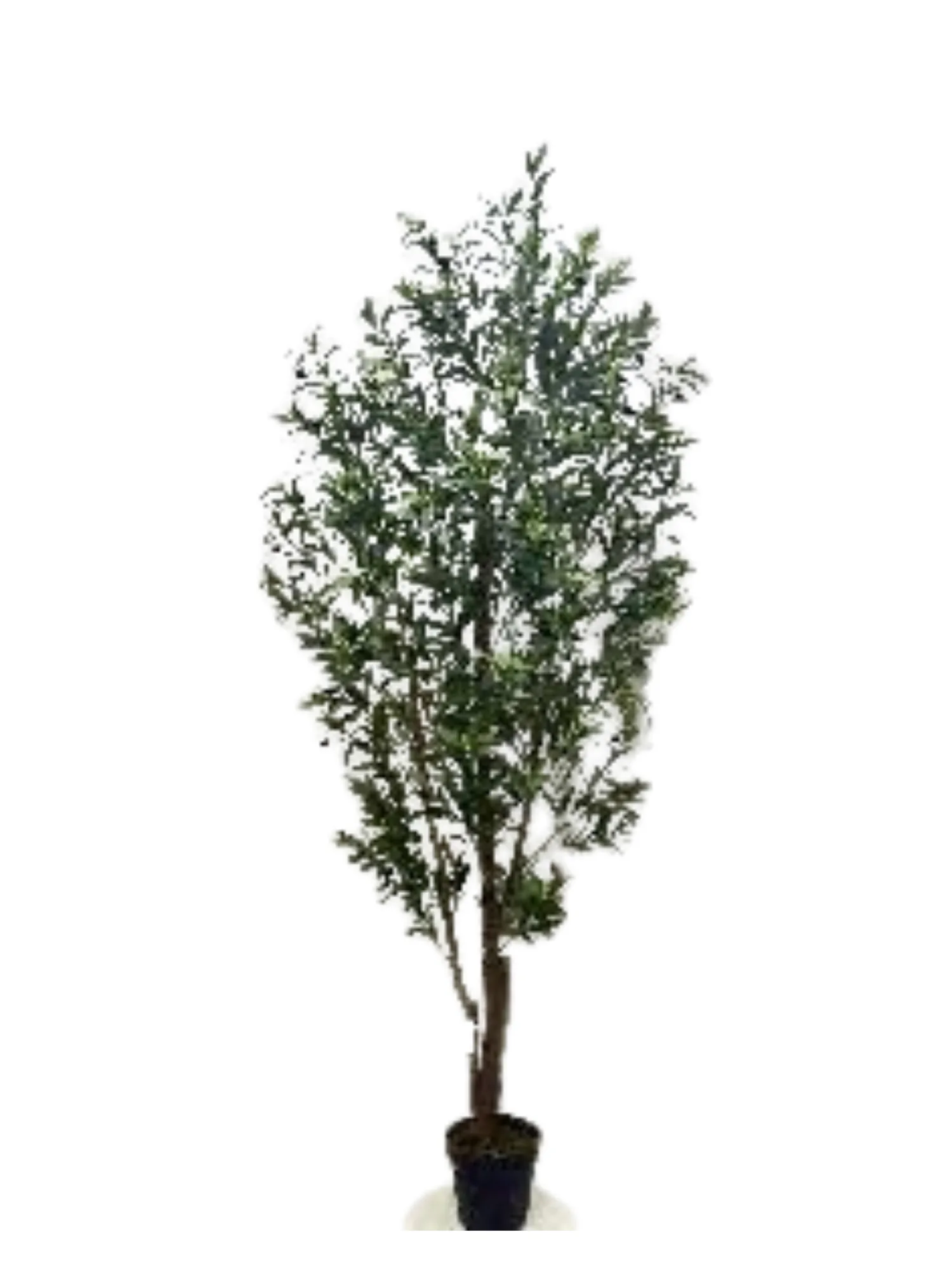 Boxwood Ball Standard Tree Card