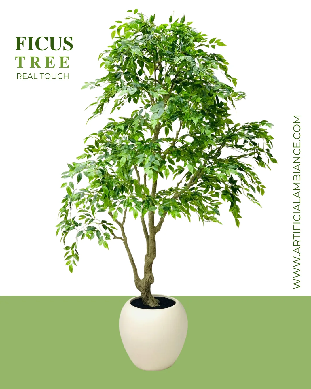 Ficus Tree Real Touch Card