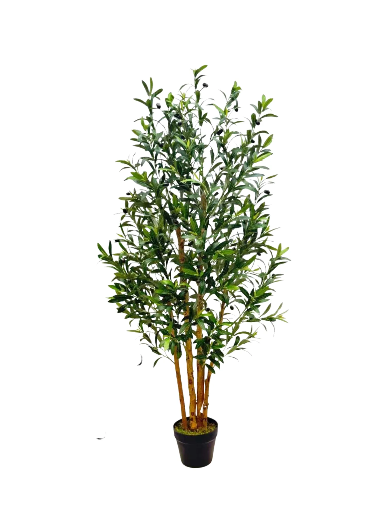 Olive Tree Bushy Card