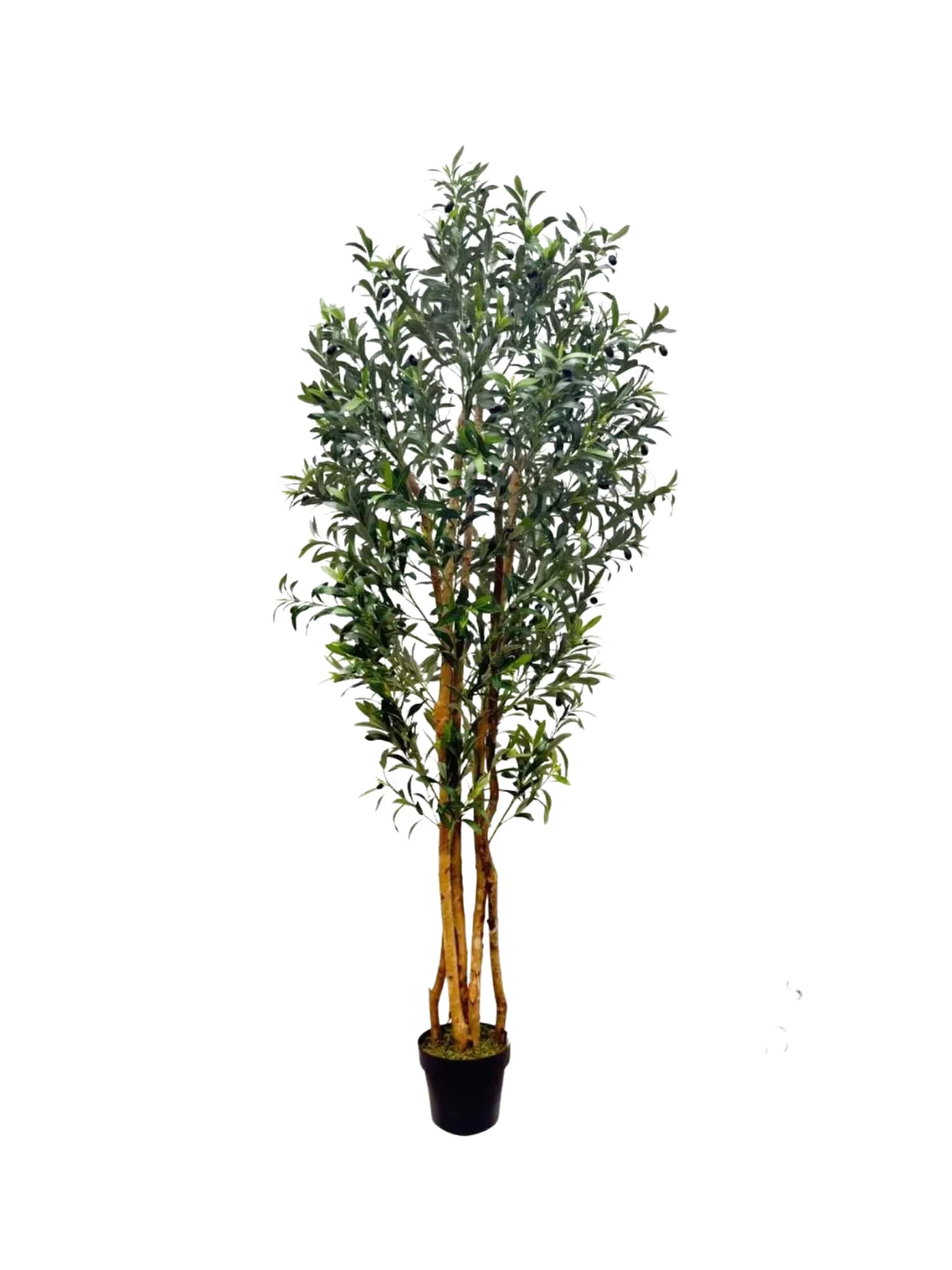 Olive Tree Dense Card
