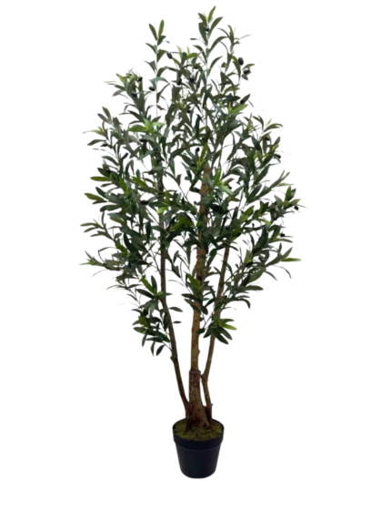 Olive Tree with Multi-Trunk Design