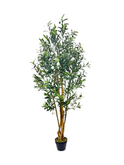 Multi-Stem Olive Tree