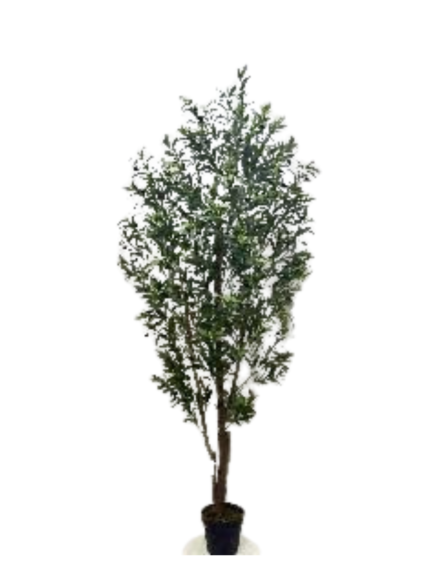 Large Olive Tree
