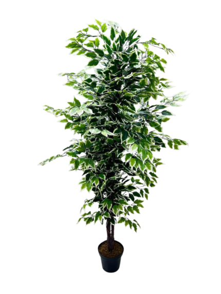 Variegated Ficus Tree