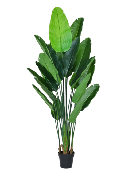 Dense Traveler's Palm Tree