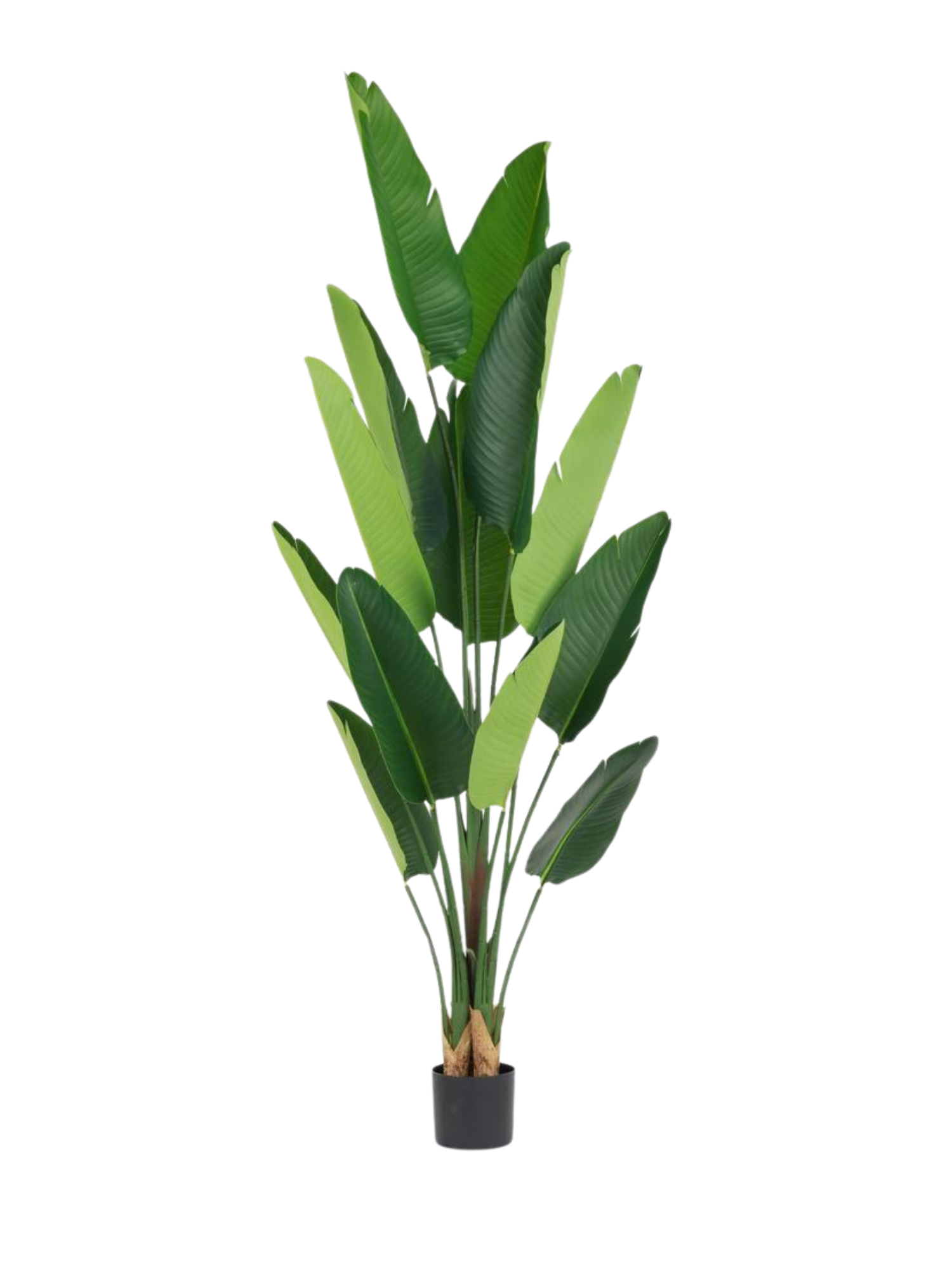 Bird of Paradise Tree