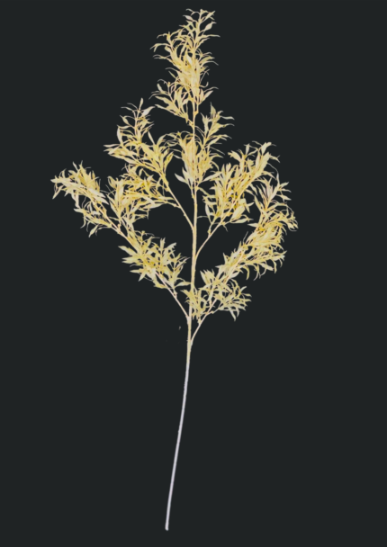 Eucalyptus Nicholii Spray