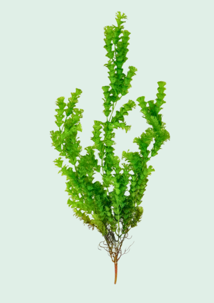Asparagus Fern Hanging Vine