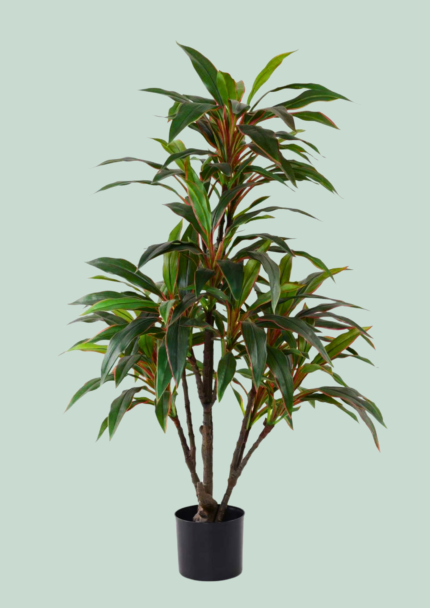 Thin leaves with Red edges