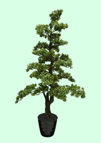 Podocarpus Bonsai Tree