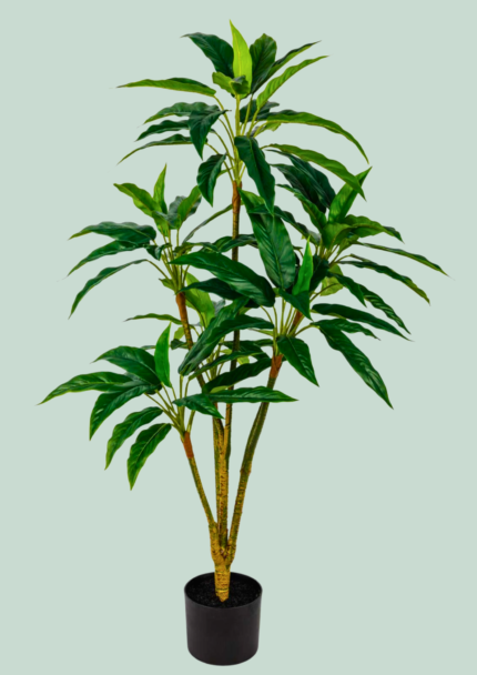 Green Aglaonema Tree