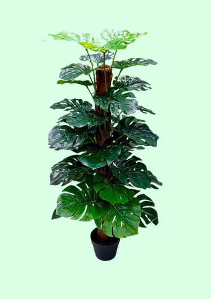 Climbing Monstera Plant