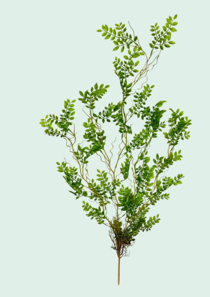 Creeping Fig Hanging Vine