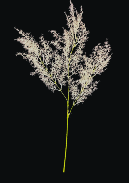 Fine-Leaf Eucalyptus Branch