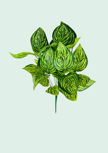 Yellow Lace Nerve Plant