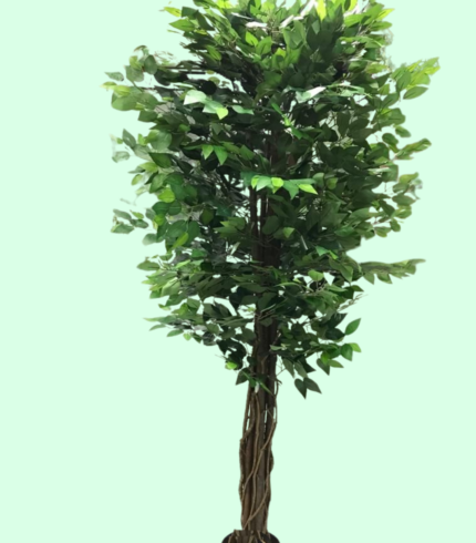 Ficus Liana Tree