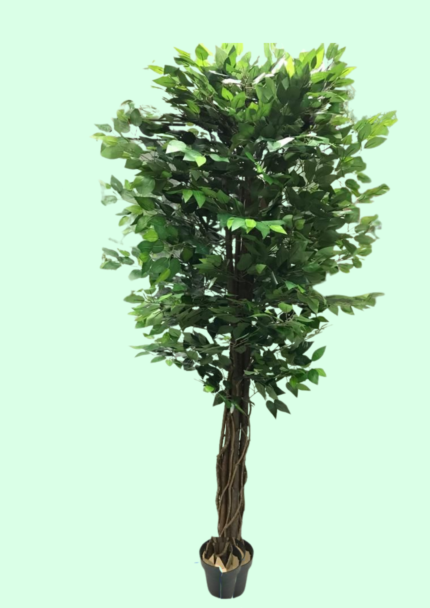 Ficus Liana Tree