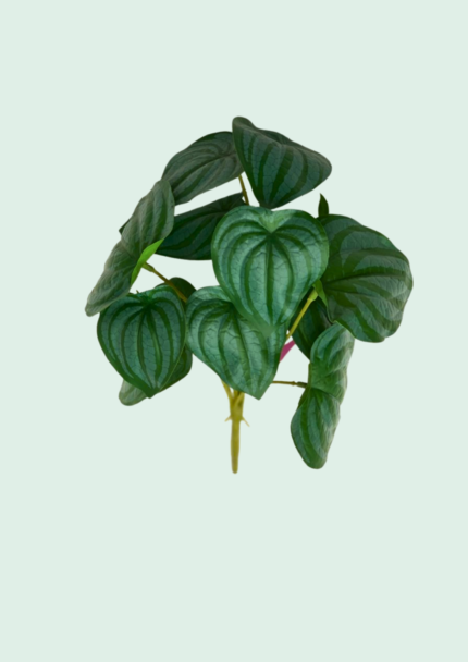 Silver Vein Alocasia Bush