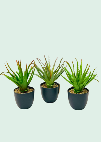 Real Touch Aloe Vera Plant