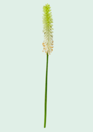 Foxtail Lily