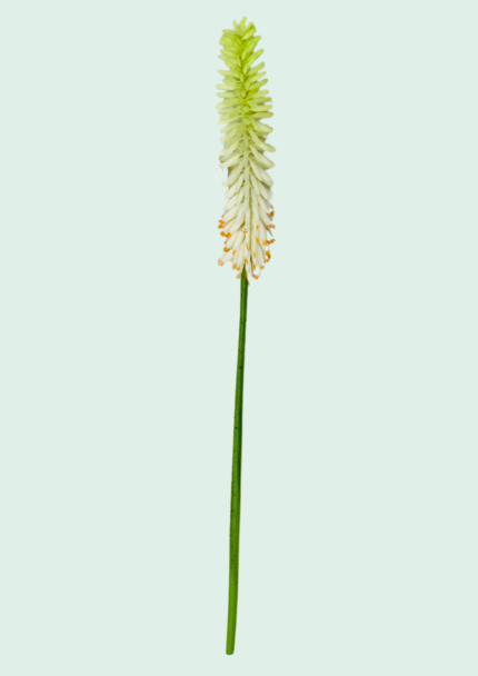 Foxtail Lily