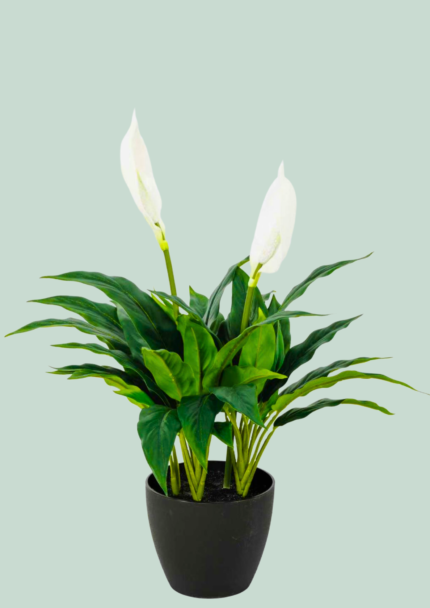 Peace Lily Plant