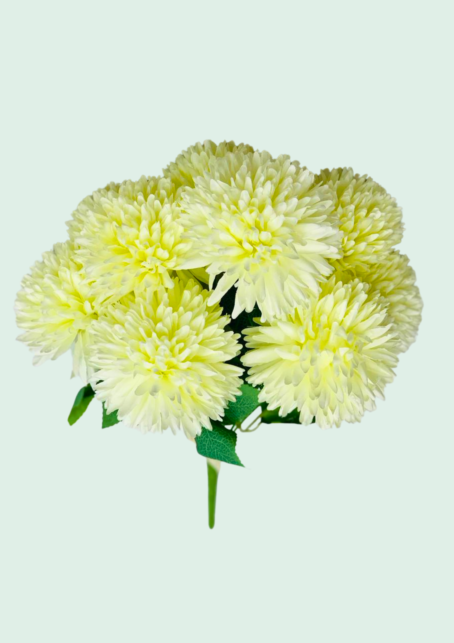 Pom-Pom Chrysanthemum
