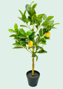 Lemon Tree