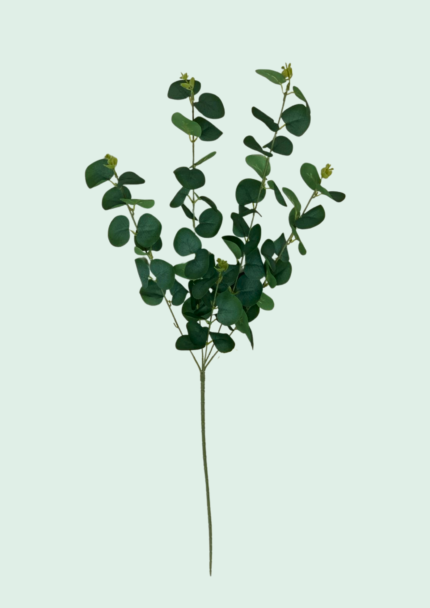 Round-Leaf Eucalyptus Spray