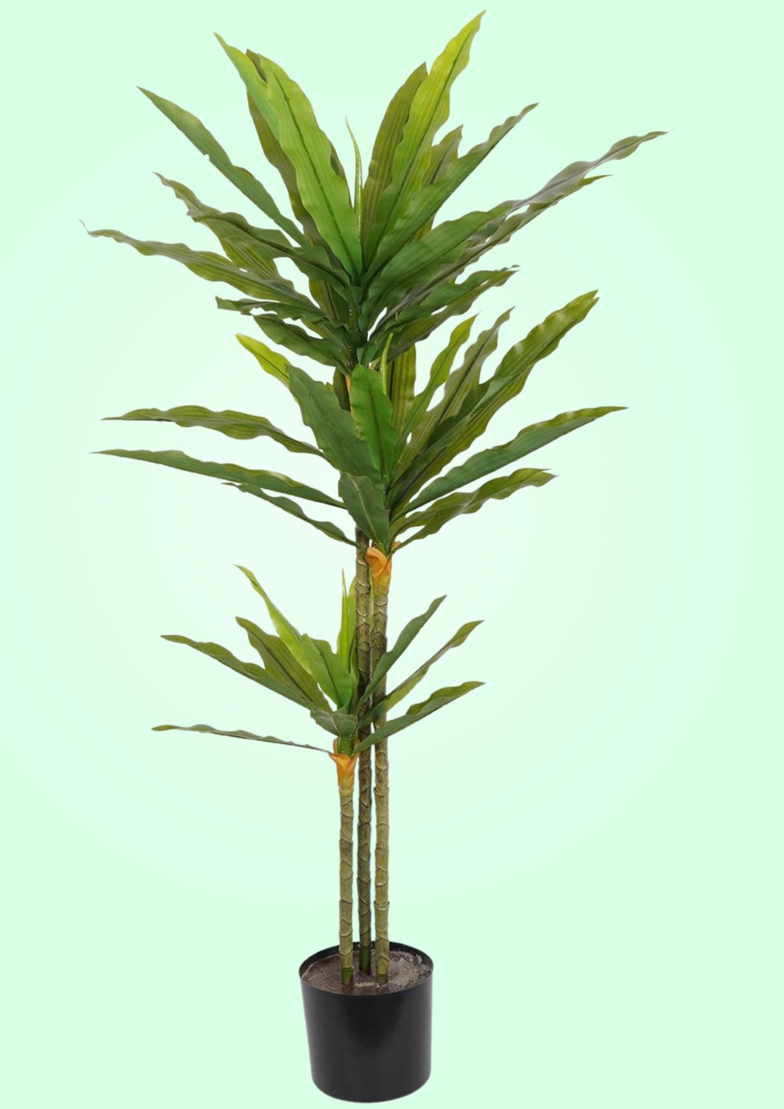 Dracaena Corn Plant