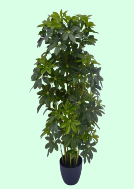 Schefflera Tree