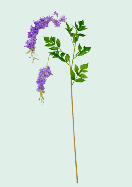 Wisteria Branch