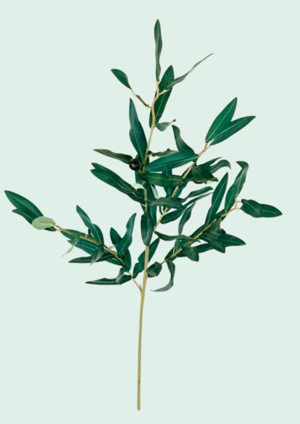 Mediterranean Olive Branch