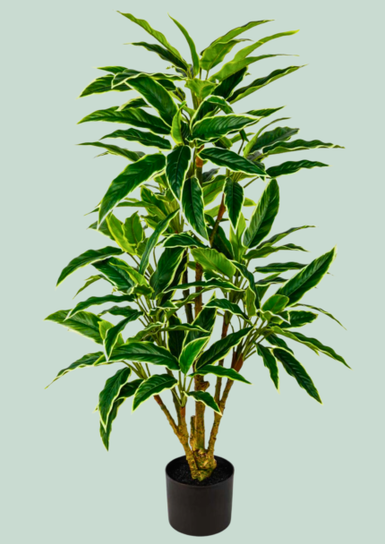 White-Edged Dracaena Tree