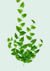 Grand Heartleaf Vine