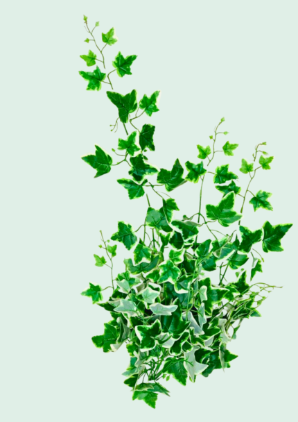 Silver Edge Ivy Vine