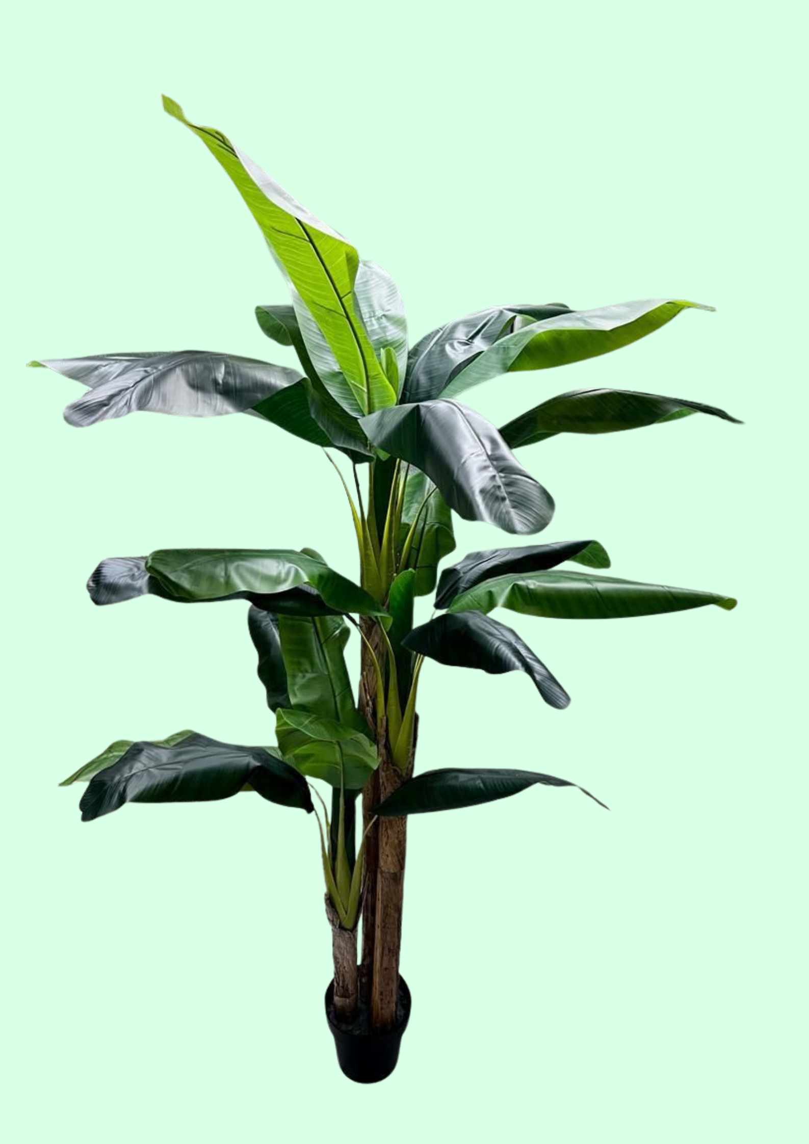 Double-Trunk Banana Tree