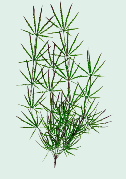 Tropical Spider Leaf Spray